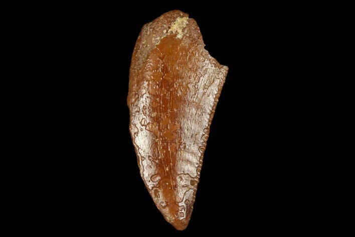Serrated, Raptor Tooth - Real Dinosaur Tooth #178473